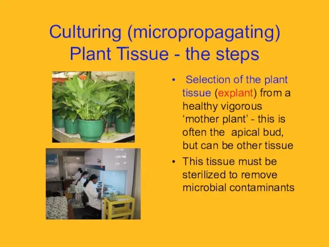 Culturing (micropropagating) Plant Tissue - the steps Selection of the plant tissue