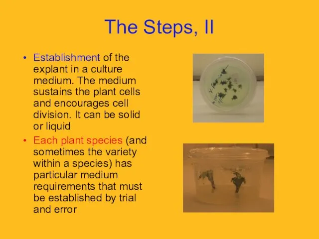 The Steps, II Establishment of the explant in a culture medium. The