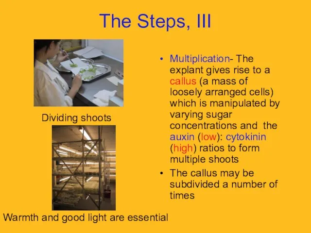 The Steps, III Multiplication- The explant gives rise to a callus (a