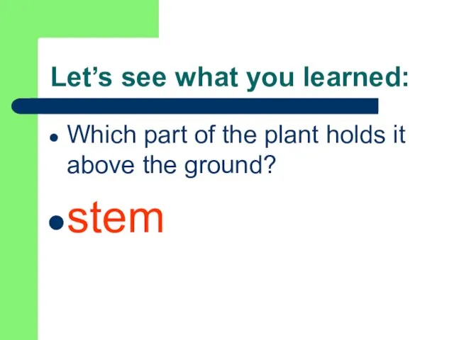 Let’s see what you learned: Which part of the plant holds it above the ground? stem