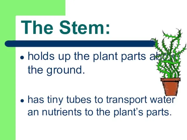 The Stem: holds up the plant parts above the ground. has tiny