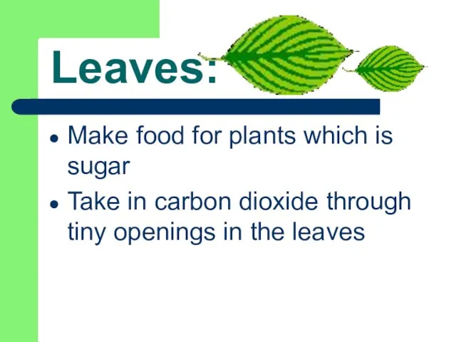 Leaves: Make food for plants which is sugar Take in carbon dioxide