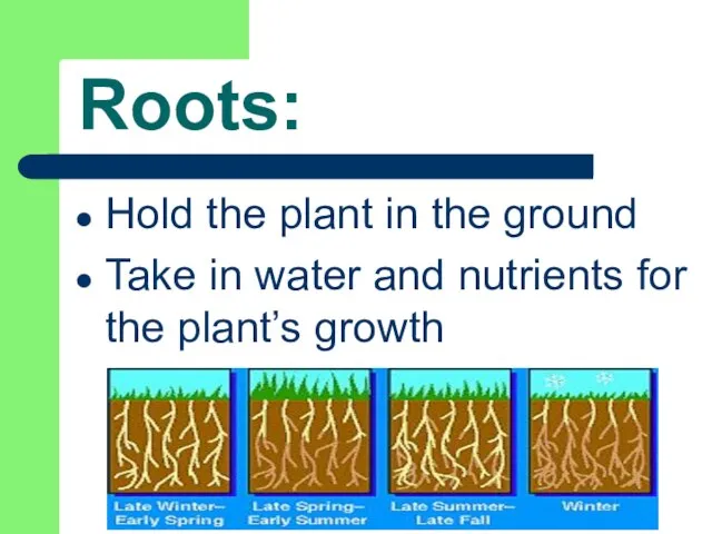 Roots: Hold the plant in the ground Take in water and nutrients for the plant’s growth