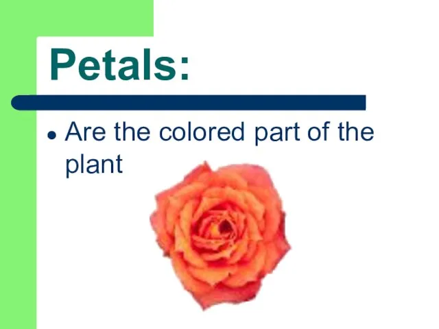 Petals: Are the colored part of the plant