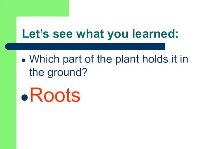 Let’s see what you learned: Which part of the plant holds it in the ground? Roots