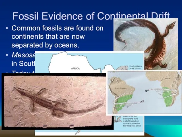 Fossil Evidence of Continental Drift Common fossils are found on continents that