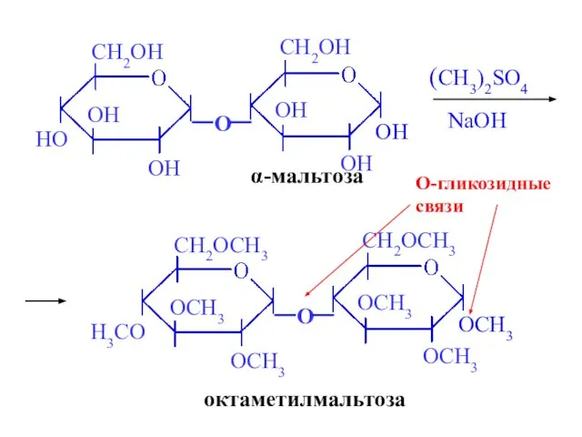 α-мальтоза (CH3)2SO4 NaOH октаметилмальтоза O-гликозидные связи