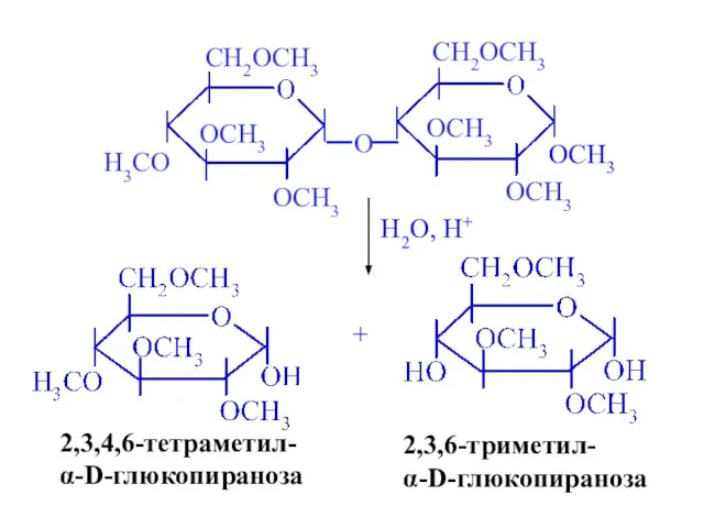 H2O, H+ 2,3,4,6-тетраметил- α-D-глюкопираноза + 2,3,6-триметил- α-D-глюкопираноза