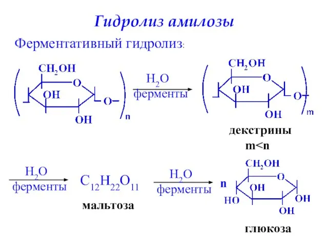 Гидролиз амилозы Ферментативный гидролиз: H2O ферменты декстрины m H2O ферменты C12H22O11 мальтоза H2O ферменты n глюкоза