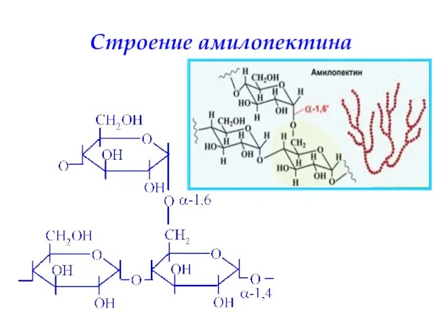 Строение амилопектина