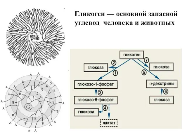 Гликоген — основной запасной углевод человека и животных