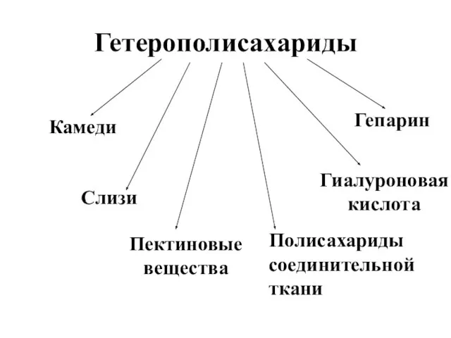 Гетерополисахариды Камеди Слизи Пектиновые вещества Полисахариды соединительной ткани Гиалуроновая кислота Гепарин