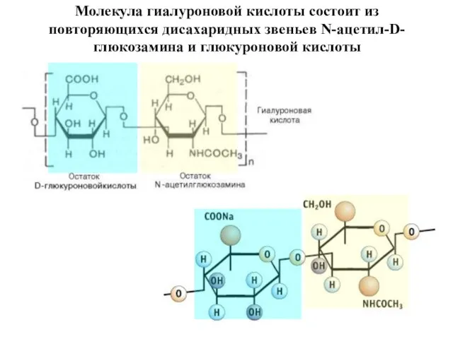 Молекула гиалуроновой кислоты состоит из повторяющихся дисахаридных звеньев N-ацетил-D-глюкозамина и глюкуроновой кислоты