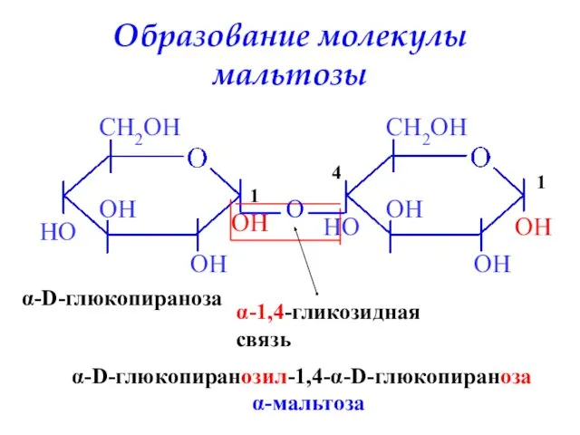 Образование молекулы мальтозы OH α-D-глюкопираноза HO OH O α-1,4-гликозидная связь α-D-глюкопиранозил-1,4-α-D-глюкопираноза α-мальтоза