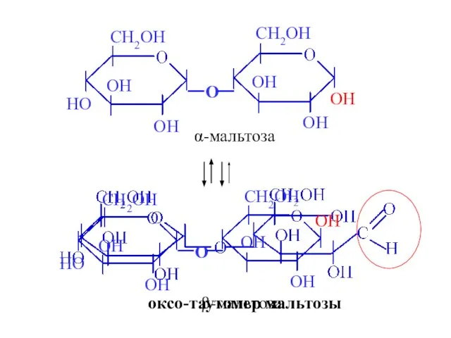 α-мальтоза оксо-таутомер мальтозы β-мальтоза