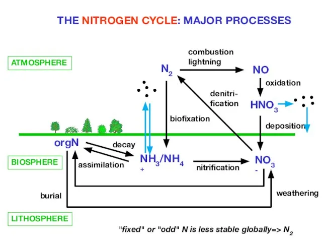 THE NITROGEN CYCLE: MAJOR PROCESSES ATMOSPHERE N2 NO HNO3 NH3/NH4+ NO3- orgN