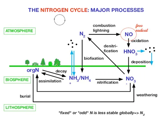 THE NITROGEN CYCLE: MAJOR PROCESSES ATMOSPHERE N2 NO HNO3 NH3/NH4+ NO3- orgN