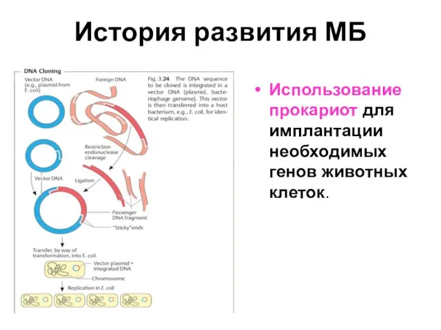 История развития МБ Использование прокариот для имплантации необходимых генов животных клеток.