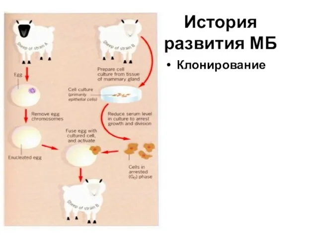 История развития МБ Клонирование