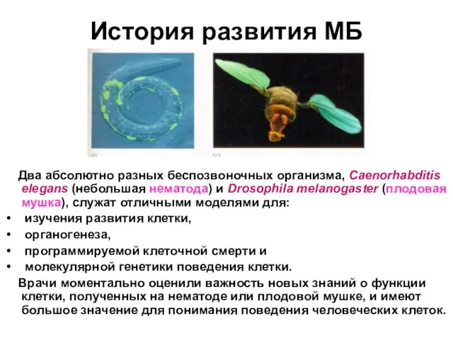 История развития МБ Два абсолютно разных беспозвоночных организма, Caenorhabditis elegans (небольшая нематода)