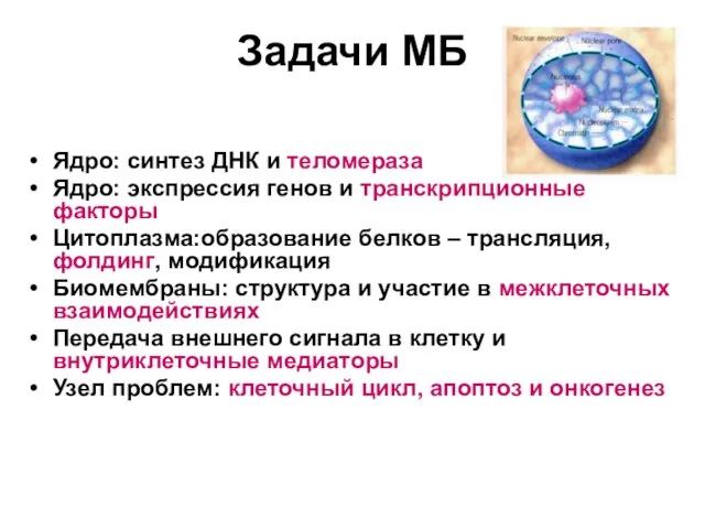 Задачи МБ Ядро: синтез ДНК и теломераза Ядро: экспрессия генов и транскрипционные