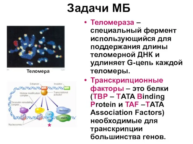 Задачи МБ Теломераза – специальный фермент использующийся для поддержания длины теломерной ДНК