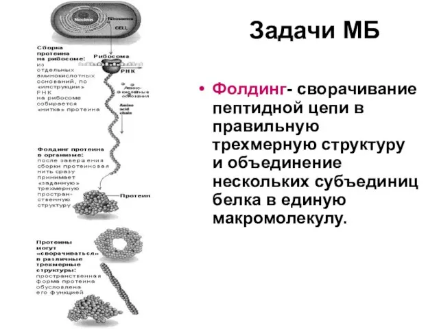 Задачи МБ Фолдинг- сворачивание пептидной цепи в правильную трехмерную структуру и объединение