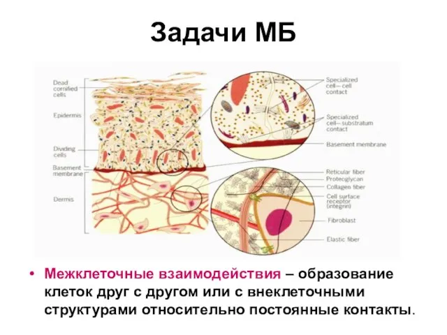 Задачи МБ Межклеточные взаимодействия – образование клеток друг с другом или с