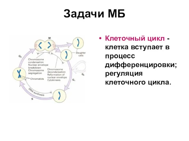 Задачи МБ Клеточный цикл - клетка вступает в процесс дифференцировки; регуляция клеточного цикла.