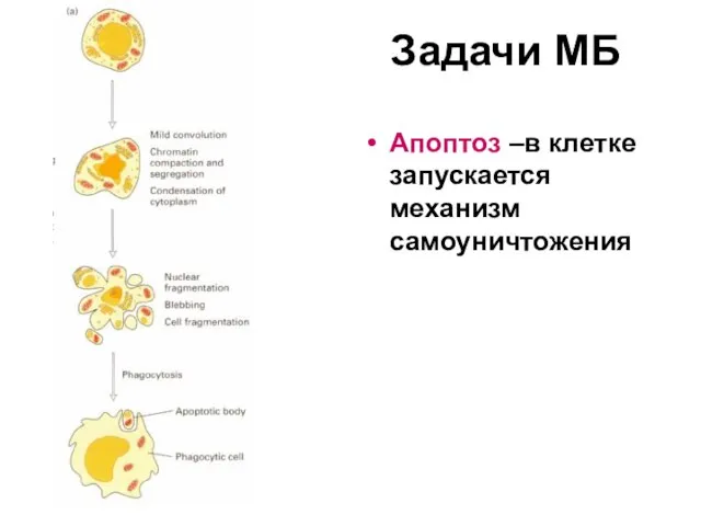 Задачи МБ Апоптоз –в клетке запускается механизм самоуничтожения