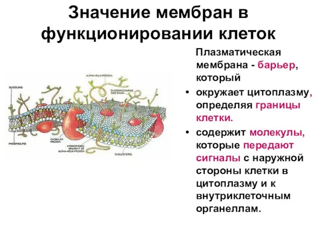 Значение мембран в функционировании клеток Плазматическая мембрана - барьер, который окружает цитоплазму,