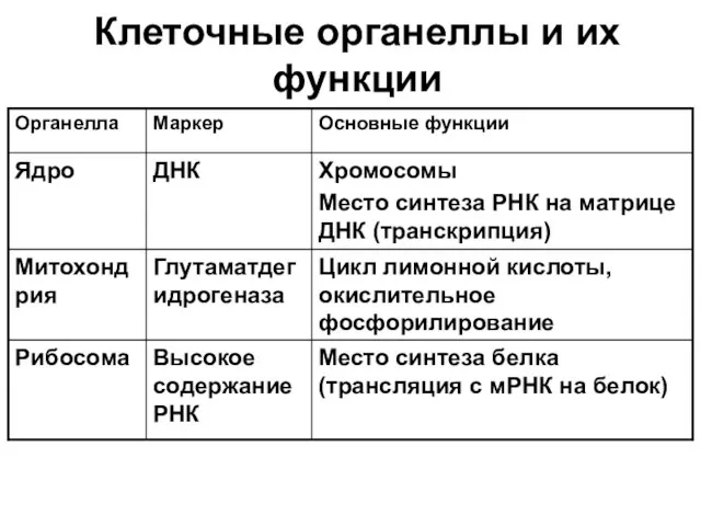 Клеточные органеллы и их функции