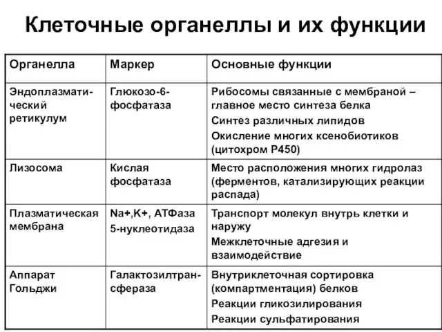 Клеточные органеллы и их функции