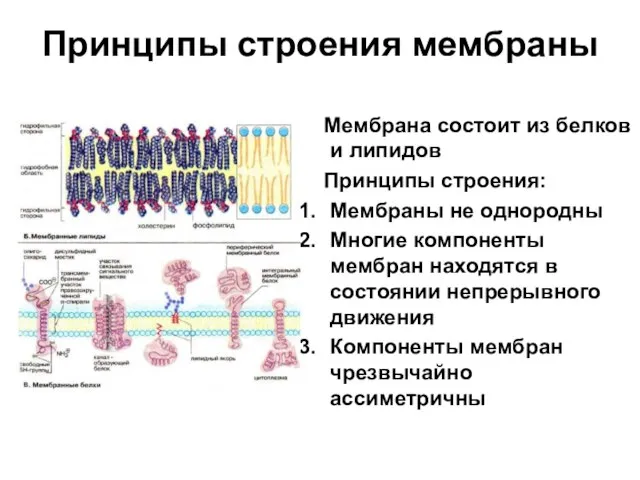 Принципы строения мембраны Мембрана состоит из белков и липидов Принципы строения: Мембраны