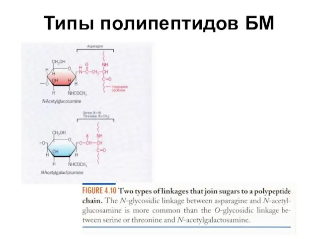 Типы полипептидов БМ