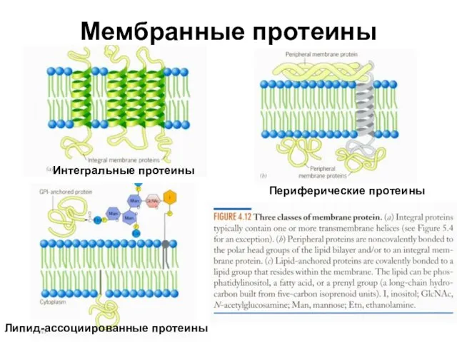 Мембранные протеины Интегральные протеины Периферические протеины Липид-ассоциированные протеины