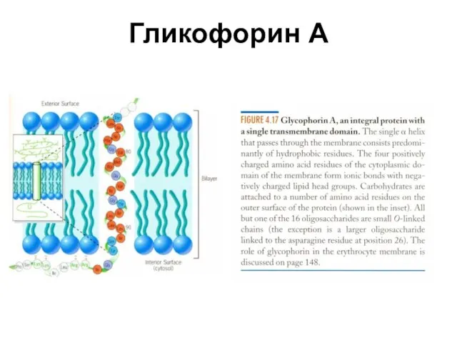 Гликофорин А