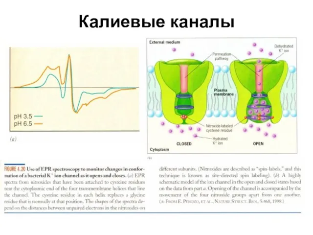 Калиевые каналы