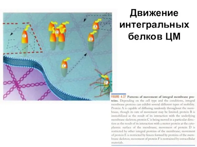 Движение интегральных белков ЦМ