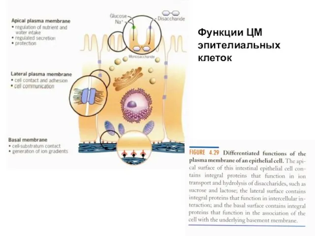 Функции ЦМ эпителиальных клеток