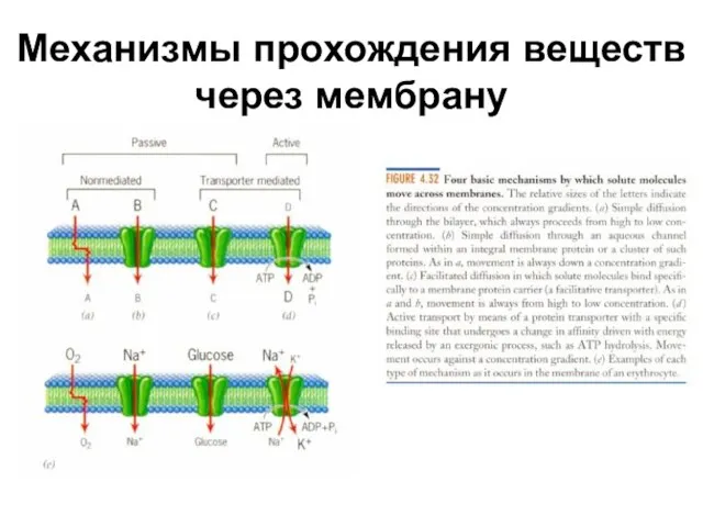 Механизмы прохождения веществ через мембрану