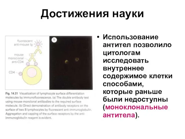 Достижения науки Использование антител позволило цитологам исследовать внутреннее содержимое клетки способами, которые