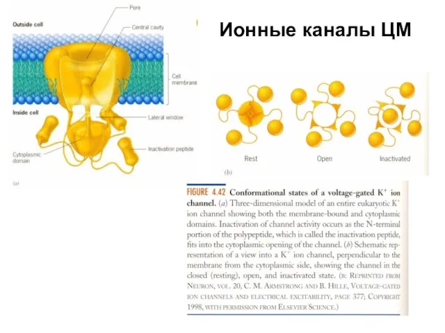 Ионные каналы ЦМ