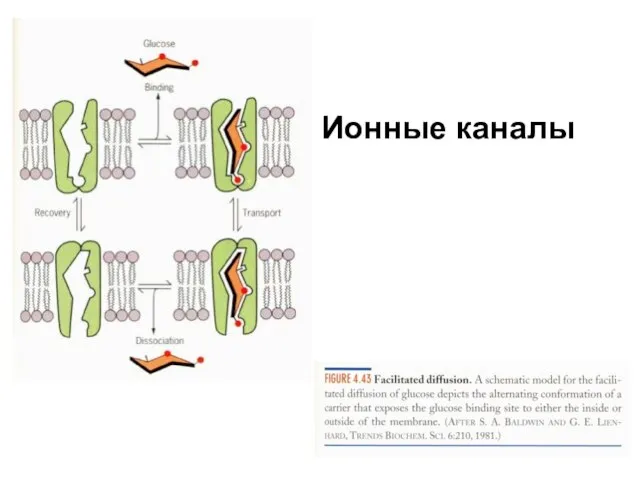 Ионные каналы