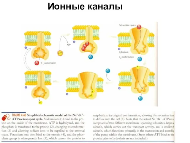 Ионные каналы