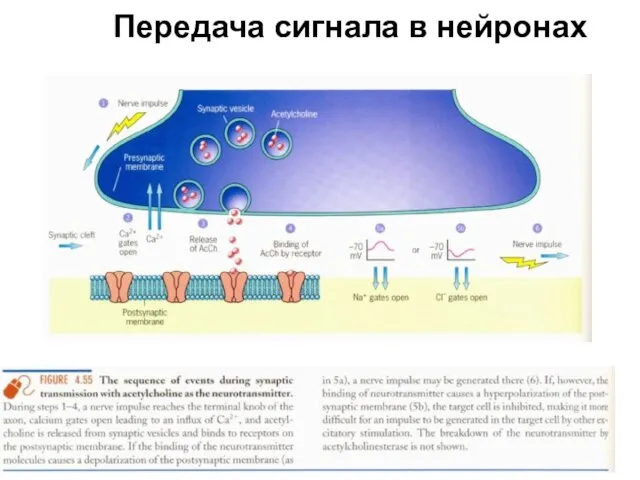 Передача сигнала в нейронах