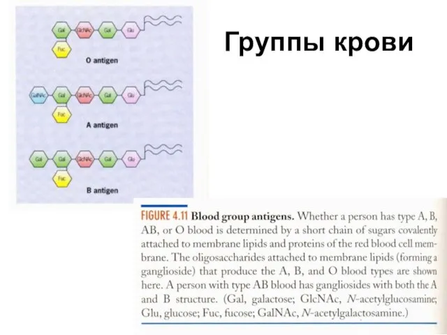 Группы крови