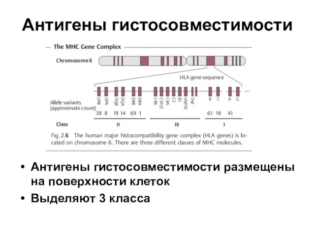 Антигены гистосовместимости Антигены гистосовместимости размещены на поверхности клеток Выделяют 3 класса