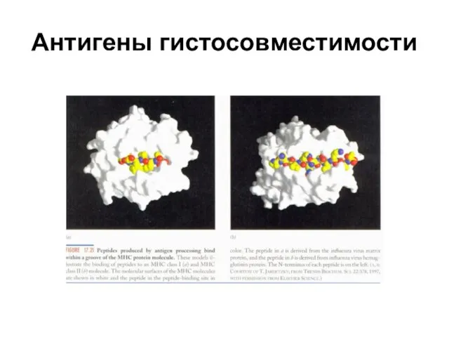 Антигены гистосовместимости