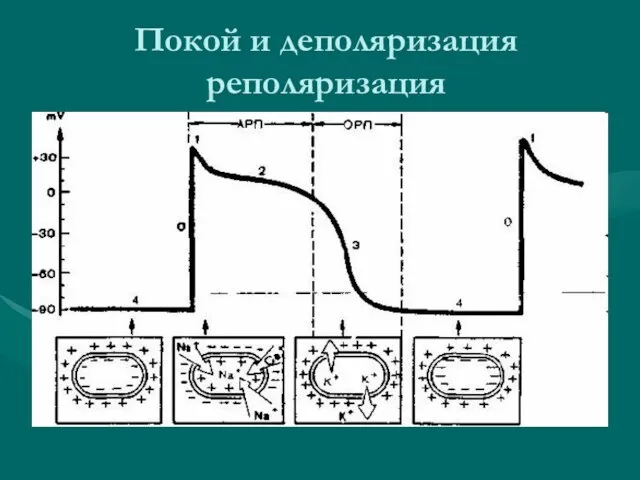 Покой и деполяризация реполяризация